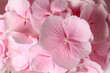 Beautiful pink hortensia flowers as background, closeup view