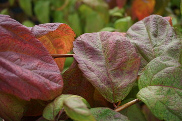 autumn leaves