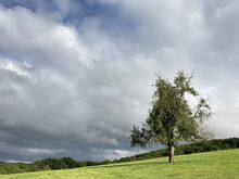 A Tree On Green Meadow In Front Of Cloudy Sky