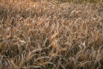 Wall Mural - the cornfields in the sunshine