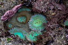 Group Of Sea Anemones And A Starfish Living In A Small Rock Pool