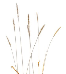 Wall Mural - Dry, yellow grass with seeds isolated on white background and texture, clipping path