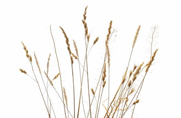 Naklejka na meble Dry, yellow grass with seeds isolated on white background and texture, clipping path