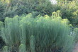 Słonecznik wierzbolistny (Helianthus salicifolius) rosnący w ogrodzie