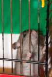 Fototapeta Zwierzęta - small domestic rat