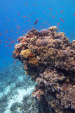Fototapeta Do akwarium - Colorful, picturesque coral reef at the bottom of tropical sea, hard corals, underwater landscape