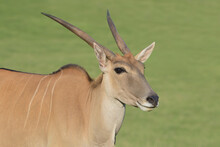 Young Male Eland Antelope Looking At Sunset. 