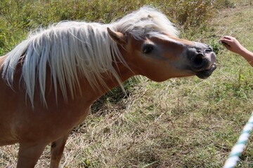 Poster - horse eating grass