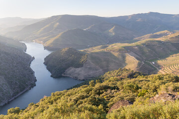 Wall Mural - Aerial view of the terraced vineyards in romantic sunset in the Douro Valley near the village of Pinhao. Concept for travel in Portugal and most beautiful places in Portugal Port wine wine farm Unesco