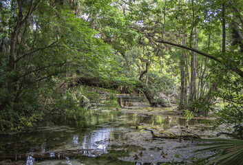 Canvas Print - Fallen tree covered with moss and a flowing stream in the forest