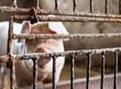 Hodowla świń. Zwierzęta gospodarskie trzymane w klatce na ubój. Świnia w rzeźni. Hodowanie zwierząt na mięso.