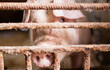 Smutna świnia. Hodowla zwierząt gospodarskich na ubój. Zwierzęta w rzeźni trzymane w skrajnych warunkach.