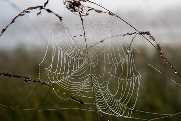 Spider web on the grass. Morning. Dew. Grass. North. Cool morning and nature.