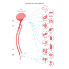 Wall Mural - Parasympathetic nervous system