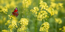 The Butterfly Is Pollinating Yellow Rapeseed Flowers. Banner. Autumn September