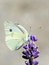 Closeup Shot Of A Cabbage Butterfly On A Purple Flower