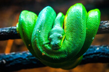 Snake In Green