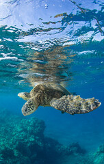 green sea turtle coming to the surface to breath in Hawaii