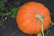 Atlantic giant orange pumpkin in Richmond west London. It is the number one choice for growing huge fruit popular at Halloween The tasty flesh is ideal for cooking and is excellent source of vitamin A
