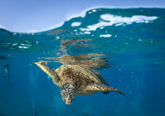 Wall Mural - green sea turtle coming to the surface to breath in Hawaii