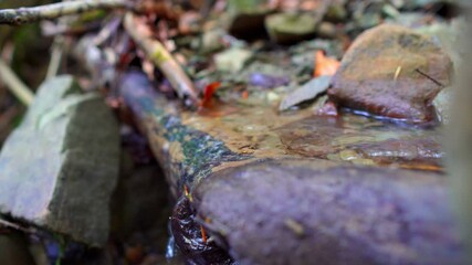 Wall Mural - Close up video of crystal clear water running in mountain forest creek. Small water drops splashing, sunny autumn day
