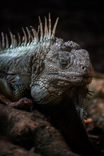 Grey Iguana Sleeping On The Rock In Dark Place. Tropical Exotic Country Colombia