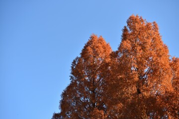 Wall Mural - Trees with red leaves and blue sky