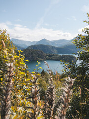 Poster - Beautiful shot of a lake surrounded by mountain forests under the clear blue sky