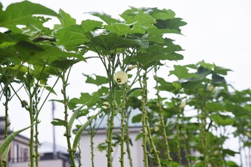 Wall Mural - kitchen garden Okra cultivation. Malvaceae okra is a nutritious tropical edible fruit that blooms pale yellow. 
