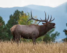 Rocky Mountain Elk (cervus Canadensis) Bugling With Rocky Mountains In Background During Fall Rut Colorado, USA