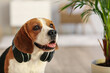 © Pixel-Shot - Cute Beagle dog with headphones at home
