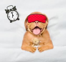 Poster - Mastiff puppy wearing mask for sleep hugs toy bear and sleeps with alarm clock under white blanket at home. Top down view