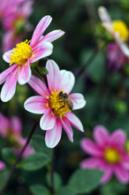 Bee Pollination In A Flower In The Pacific Northwest At The Annual Dahlia Festival.