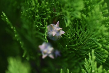 Poster - Chinese arvorvitae fruits. Cupressaceae evergreen conifer. The leaves are medicinal.