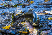 Wild Pink Salmon Out Of Water As It Quickly Migrates To Its Spawning Grounds Through A Shallow Part Of A Stream On Kodiak Island, Alaska