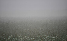 Dark, Misty Grey Fields Of Timothy Grass And Cow Parsley Covered In Fog.