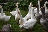 Fototapeta Miasto - flock of geese on the lawn near the house