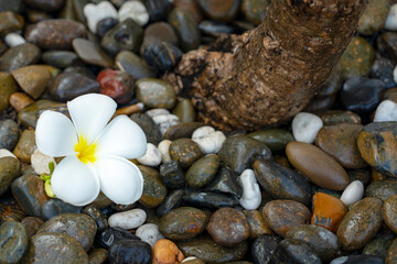 Plumeria white flower and beach background. pagoda on rock beach, Summer concept .