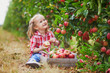 Adorable preschooler girl in red and white shirt picking red ripe organic apples