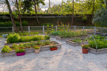 Vegetable garden with assortment vegetable plants in wooden raised bed boxes and flowers in flowerpots. Agriculture, nature, cultivation and ecology concept