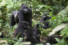 Mountain Gorilla Family In Its Natural African Rainforest Habitat