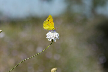 Wall Mural - Colias hyale