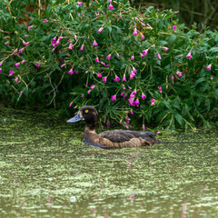 Sticker - Beautiful duck swimming in the pond