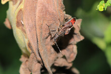 Natural Leafhopper Assassin Bug Insect Photo
