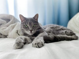 Fototapeta Koty - A beautiful gray cat is lying on the owner's bed, comfortably settled, with its paws outstretched