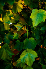 Abstract green leaves texture