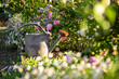 Jardinage au printemps, arrosoir au milieu des fleur dans un jardin potager.