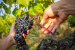 Vendange  du raisin noir ou pourpre dans les vignes à l'automne.