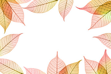 Wall Mural - Transparent autumnal leaves frame composition  isolated on white background