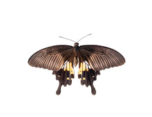 Big Brown Butterfly Papilio Polytes Isolated On White Background. Common Mormon Butterfly Icon Cut Out